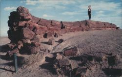 Petrified Forest National Monument, Arizona Postcard