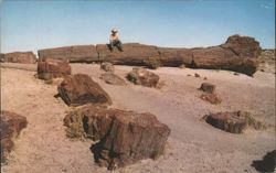 Petrified Forest near Holbrook, Arizona Postcard