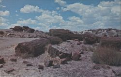 Giant Logs, Petrified Forest National Park Postcard