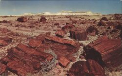 Petrified Forest of Arizona Postcard