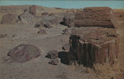 Crystal Forest, Petrified National Forest Postcard