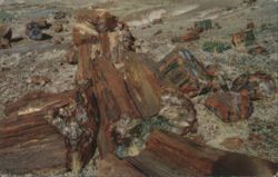 Petrified Wood, Petrified Forest National Monument Postcard