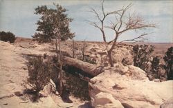 Agate Bridge Trail, Petrified Forest Postcard