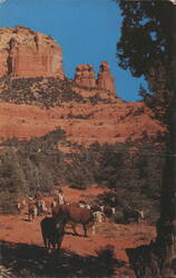 Cattle Country - Oak Creek Canyon, Arizona Postcard