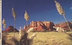 Yucca, or Spanish Bayonet Postcard