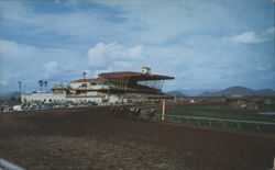 Turf Paradise Horse Racing Postcard