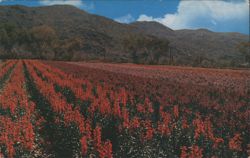 Japanese Flower Gardens, Phoenix, Arizona Postcard