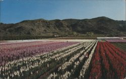 Japanese Flower Gardens, Phoenix, Arizona Postcard