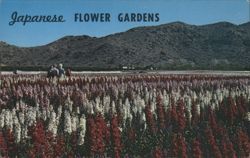 Japanese Flower Gardens, Phoenix, Arizona Postcard