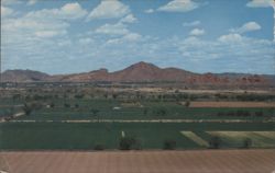 Desert Oasis, Phoenix, Arizona Postcard