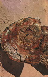 Petrified Log Cross Section Postcard