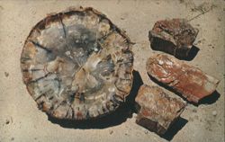 Petrified Log Cross Section and Chips Postcard