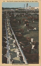 The World's Largest Pen-Feeding System for Beef Cattle Postcard