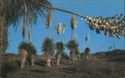Desert Yucca, or Spanish Bayonet Postcard