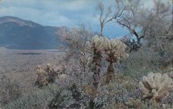 Teddy Bear Cholla Cactus on the Arizona Desert Postcard