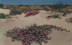 Desert Verbenas on the Sand Dunes Postcard