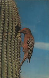 Gila Woodpecker Postcard