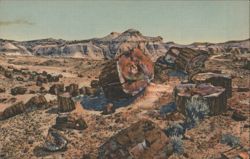 Petrified Forest, Arizona Postcard