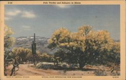 Palo Verdes and Sahuaro in Bloom Postcard