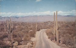 Drive-Saguaro National Monument, Cactus Forest Postcard