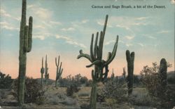 Cactus and Sage Brush, a bit of the Desert Postcard