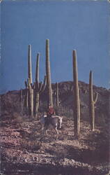 Saguaro Arizona Cactus Postcard