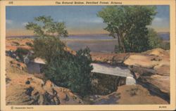 The Natural Bridge, Petrified Forest Postcard