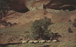 Mummy Cave Ruin, Canyon de Chelly National Monument Postcard