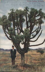 Yucca Palms, Arizona Postcard