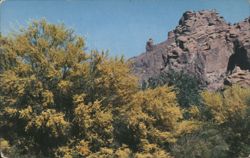 Palo Verde and the Praying Monk Postcard