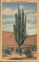 World's Largest Sahuaro Cactus Postcard