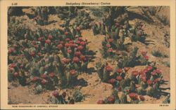 Hedgehog (Strawberry) Cactus Postcard