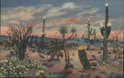 Daybreak on the Desert Postcard