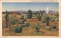 Many Varieties of Cacti of the Southwest Postcard
