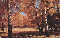 Yellow Aspens, Flagstaff, Arizona Postcard