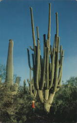 World's Largest Saguaro Postcard