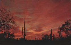 Twilight on the Desert Postcard