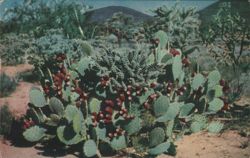 Prickly Pear Cactus Postcard