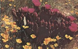 Springtime in the Arizona Desert Postcard