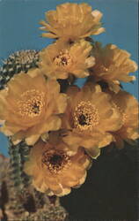 Golden Lily Cactus, Lobivia Aurea Postcard