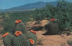 Barrel Cactus on the Desert Postcard