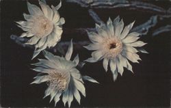 Arizona Queen of the Night Peniocereus Greggii Postcard
