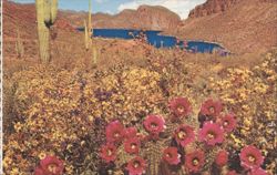 Springtime Near Canyon Lake Along The Apache Trail, Arizona Postcard