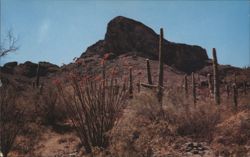 Giant Saguaro Cactus and red tipped Ocotillo, Arizona Postcard
