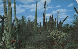 Desert Botanical Garden, Arizona Postcard