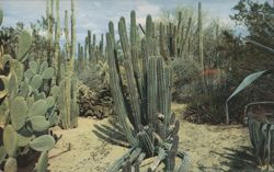 Desert Botanical Garden Postcard