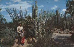 Desert Botanical Garden, Between Tempe and Phoenix, Arizona Postcard