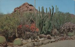Desert Botanical Garden Postcard