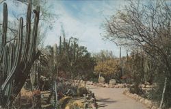 Desert Botanical Garden, Between Tempe and Phoenix, Arizona Postcard