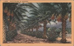Date Palms in Arizona Postcard